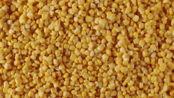 Top View Surface Filled Many Ripe Corn Kernels Zoom Slow — Wideo stockowe