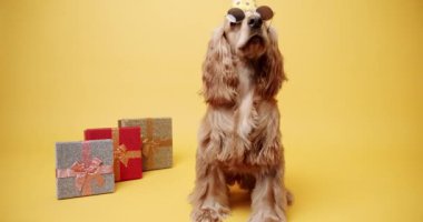 İngiliz Cocker Spaniel Şapka Giyen Parti Şapkası ve Sarı Arkaplanda Bir Çok Hediye. Köpeklerin doğum günü. Hayvan başı yukarıda oturur ve kameraya bakar. Köpek Modeli ve Komik Stüdyoda.