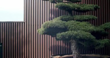 Terastaki modern minimalist evde güzel bir Bonsai Ağacı Dekoru. Bonsai ağacı ahşap duvarlı terasta. Evin arkasındaki bahçe..