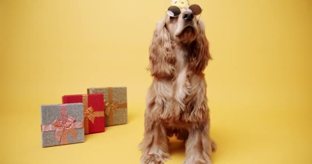 パーティーの帽子をかぶっている英語のコッカー スパニエルと黄色の背景に多くの贈り物 犬の誕生日 ペットは頭を上げてカメラを見る 犬のモデルと面白いですスタジオ — ストック動画