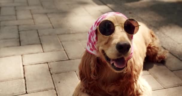 Гарний Пес Гарно Виглядає Сонцезахисними Окулярами Собакою Літній Час Пікнік — стокове відео