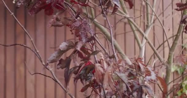 Brown Leaves Fall Slow Motion Tree Autumn Tree Terrace Apartment — Vídeo de stock