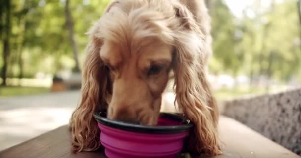 口渴的狗在户外玩耍后 把干净的水放在碗里喝 夏天快乐狗 周末野餐 一只漂亮的棕色头发的狗正坐在街上 英国猎狗在户外休息 — 图库视频影像