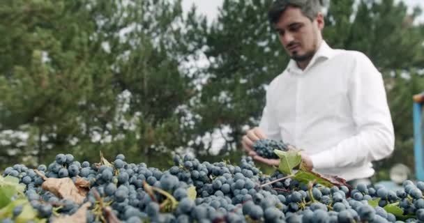 收集蓝葡萄 准备酿酒 秋时节酿酒收获 农夫挑选并展示了一个漂亮的葡萄 收集到的红葡萄在拖拉机床上 酿酒厂和葡萄酒生产 — 图库视频影像