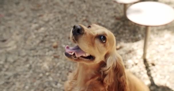 Happy Dog Czasie Lata Piknik Weekendowy Cocker Spaniel Parku Angielski — Wideo stockowe