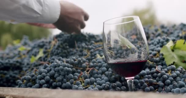 Farmers Hand Shows Beautiful Grape Foreground Glass Red Wine Tractor — Stock Video