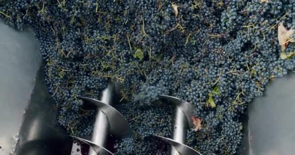ワイン工場 ブドウ加工金属機械圧搾 プレスでブドウを絞る ワイナリーでワインを作る赤ブドウの作業でブドウのシェラー ブドウ粉砕機の赤ブドウ — ストック動画
