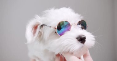 Küçük safkan köpek yavrusu Bichon Frise, küçük komik güneş gözlüklü, beyaz izole arka planda, Komik Evcil Hayvan, sevimli evcil hayvan oynuyor. Ev odasında Hoisure Dog Lifestyle. Sevimli hayvan..