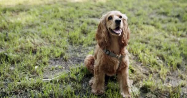 这只漂亮的狗摆姿势很好看 夏天快乐狗 周末野餐 一只漂亮的棕色头发的狗正坐在街上 可卡犬在公园里 英国可卡犬在户外休息 — 图库视频影像