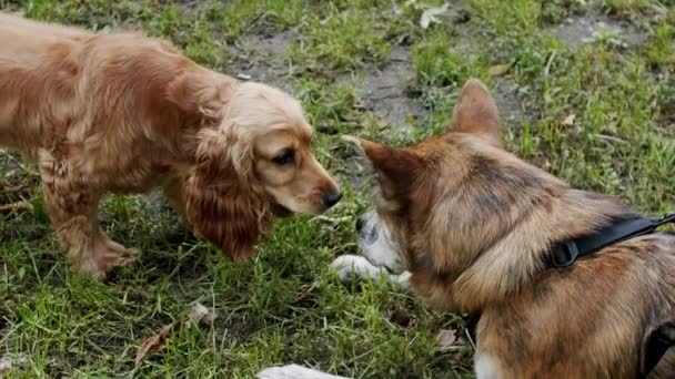 Hundarna Leker Utanför Happy Dogs Sommartid Helgpicknick Vacker Brunhårig Hund — Stockvideo