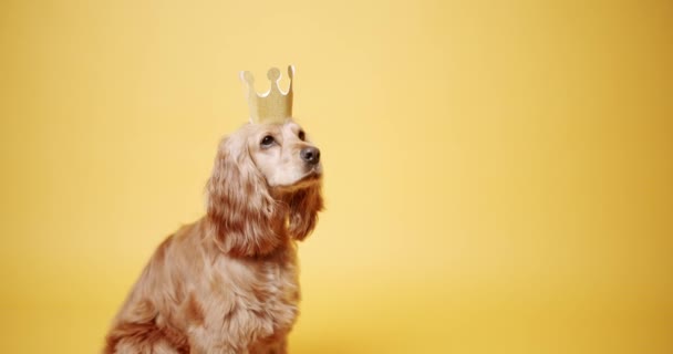 Angielski Cocker Spaniel Siedzi Pięknie Pozuje Złotą Koroną Pies Szczeka — Wideo stockowe