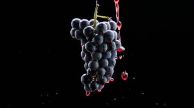 Grapes close up. Loop motion. Beautiful stock footage for wine commercial. Taste Luxury Grapes. Quality Creative Vine. Red wine flows on a ripe grape.