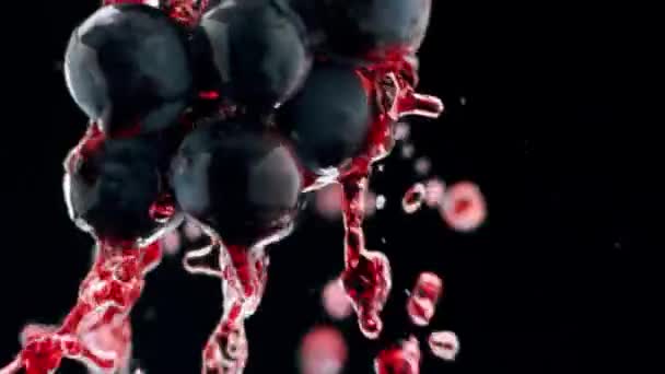 Свіжий Чорний Виноград Обертається Ізольованому Чорному Тлі Супер Повільному Русі — стокове відео