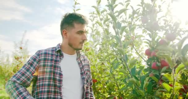 Male Farmer Eating Apple Orchard Zoom Handheld Shot Adult Bearded — Stock Video