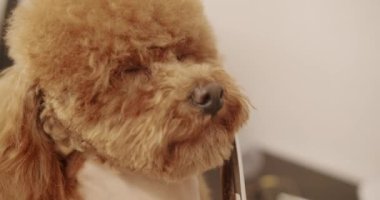 Groomer yavru köpek saçlarını tarıyor. Profesyonel evcil hayvan tımarcısı makasıyla sevimli köpek tıraşı yapıyor. Komik köpek sakince kuaförde ya da veteriner kliniğinde oturdu..