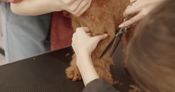 Επαγγελματική Pet Groomer Κάνει Χαριτωμένο Σκυλάκι Κούρεμα Ψαλίδι Γυναίκα Κάνει — Αρχείο Βίντεο