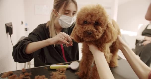 Een Vrouw Met Een Huisdierkapster Verzorgingssalon Grappige Hond Zat Rustig — Stockvideo