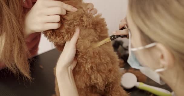 Pet Groomer Professionnel Faisant Mignon Caniche Coupe Cheveux Chien Avec — Video