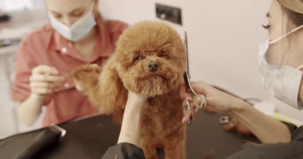 Profesjonalny Pet Groomer Podejmowania Cute Pudel Pies Fryzurę Nożyczkami Kobieta — Wideo stockowe