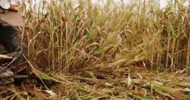 Трактор Работает Пшеничном Поле Концепция Сбора Урожая Сельского Хозяйства Контроль — стоковое видео