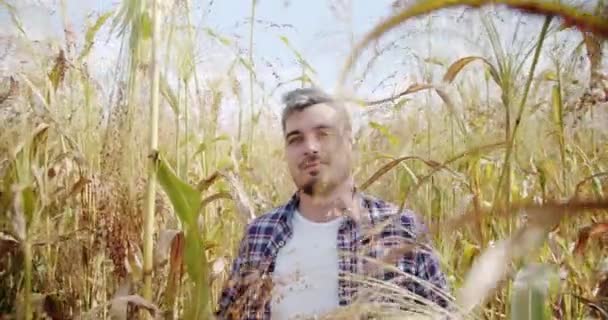 Jonge Boer Loopt Akkerbouw Begrip Agribusiness Bedrijfslandbouwoogstconcept Kwaliteitscontrole Groene Sorghum — Stockvideo