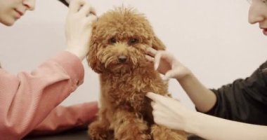 Groomer yavru köpek saçlarını tarıyor. Profesyonel evcil hayvan tımarcısı makasıyla sevimli köpek tıraşı yapıyor. Kadın kuaförlük yapıyor, kuaförlük yapıyor..