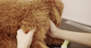 Groomer yavru köpek saçlarını tarıyor. Profesyonel evcil hayvan tımarcısı makasıyla sevimli köpek tıraşı yapıyor. Kadın kuaförlük yapıyor, kuaförlük yapıyor..
