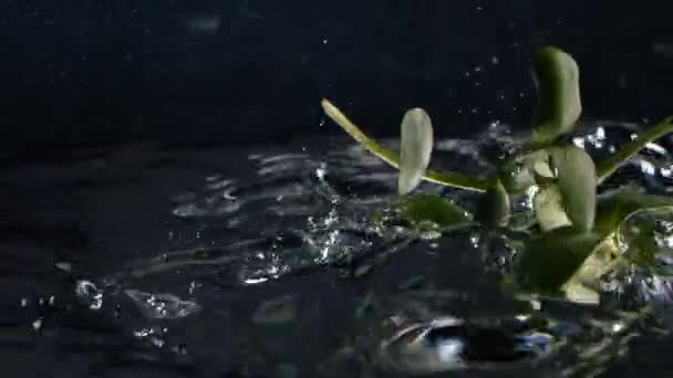 Microgreen Falling Crystal Clear Water Slow Motion Static Shot Fresh — Stok Video