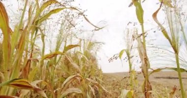 Ripe sorghum swaying in the wind. Sorghum cultivation for biomass production. Pearl Millet field. Concept of agribusiness. business agriculture harvesting concept. Field of grain sorghum.