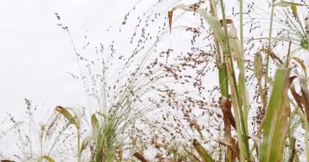 Rijp Sorghum Zwaaiend Wind Sorghumteelt Voor Productie Van Biomassa Groene — Stockvideo
