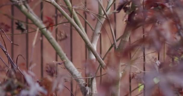 Brown Leaves Fall Slow Motion Tree Autumn Tree Terrace Apartment — Αρχείο Βίντεο