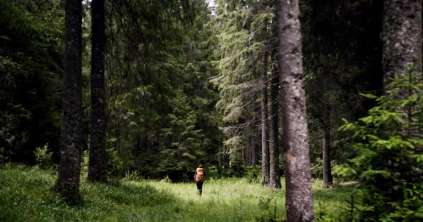 Вид Сзади Активного Здорового Самца Рюкзаком Идущего Сосновом Лесу Мужчина — стоковое видео