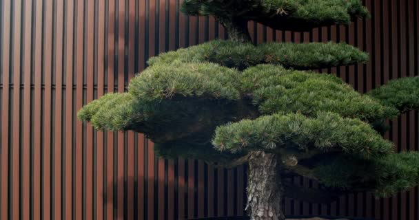 Bonsai Ağacı Ahşap Duvarlı Terasta Evin Arkasındaki Bahçe Güzel Eski — Stok video
