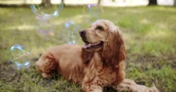 English Cocker Spaniel Rests Play Having Fun Blow Bubbles Park — Stock Video