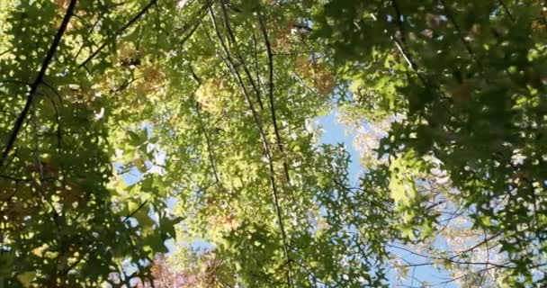 Vista Inferior Del Frondoso Follaje Verde Los Árboles Parque Día — Vídeos de Stock