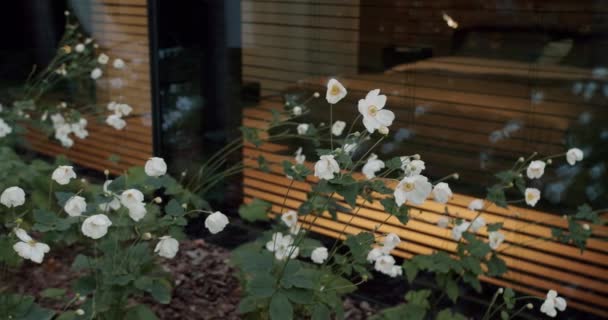 Widok Bliska Piękny Kwiat Łóżko Pobliżu Nowoczesnego Domku Letniskowego Panoramicznym — Wideo stockowe