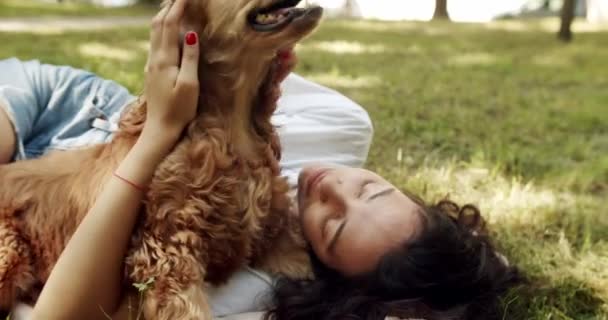 Přátelství Lidmi Anglický Kokršpaněl Odpočívá Venku Mladé Krásné Zvíře Šťastná — Stock video