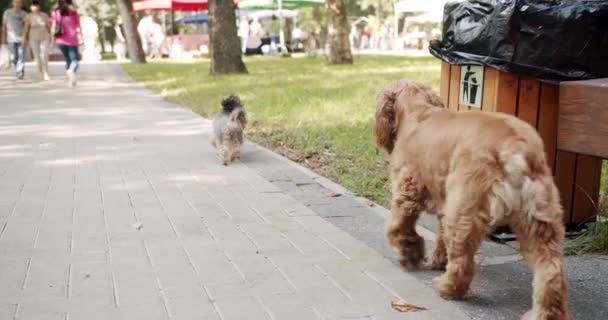 Happy Dogs Καλοκαίρι Σαββατοκύριακο Πικνίκ Ένα Όμορφο Καστανό Σκυλί Κάθεται — Αρχείο Βίντεο