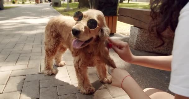 Pretty Dog Poses Nicely Sunglesses Happy Dog Summer Time Weekend — Stock Video