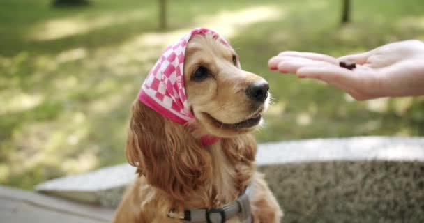 女人把一部分食物送给听话的狗 一只漂亮的棕色头发的狗正坐在街上 可卡犬在公园 英国可卡犬在户外休息 年轻漂亮的动物 — 图库视频影像