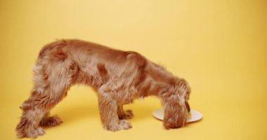 İngiliz Cocker Spaniel Şapka Giyen Parti Şapkası ve Sarı Arkaplanda Bir Çok Hediye. Köpeklerin doğum günü. Hayvan başı yukarıda oturur ve kameraya bakar. Köpek Modeli ve Komik Stüdyoda.