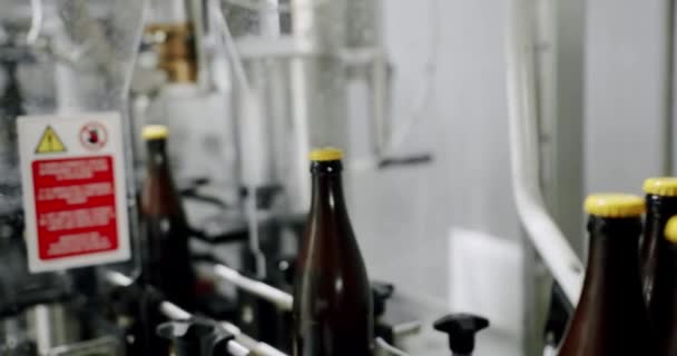 啤酒瓶在生产和装瓶过程中 啤酒厂啤酒瓶在传送带上移动 自动生产线上的棕色瓶子 啤酒装瓶设备上 — 图库视频影像