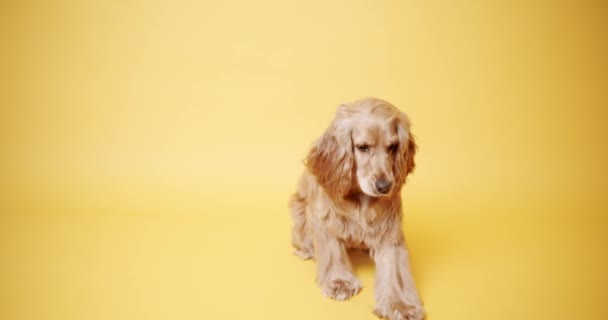 Anglický Kokršpaněl Izolovaném Žlutém Pozadí Zvíře Sedí Vztyčenou Hlavou Dívá — Stock video