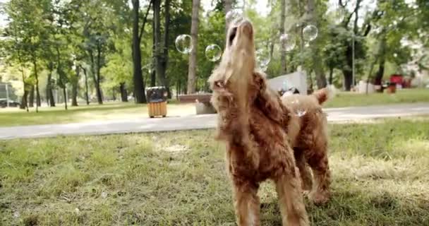 Engelse Cocker Spaniel Rust Spelen Plezier Met Blow Bubbels Het — Stockvideo