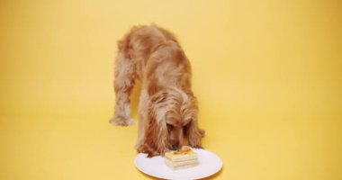 İngiliz Cocker Spaniel Şapka Giyen Parti Şapkası ve Sarı Arkaplanda Bir Çok Hediye. Köpeklerin doğum günü. Hayvan başı yukarıda oturur ve kameraya bakar. Köpek Modeli ve Komik Stüdyoda.