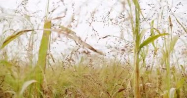 Ripe sorghum swaying in the wind. Sorghum cultivation for biomass production. Pearl Millet field. Concept of agribusiness. business agriculture harvesting concept. Field of grain sorghum.