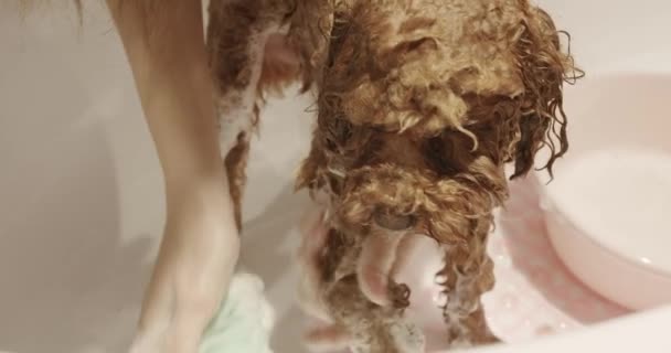 ペットグルーミング 国内の動物介護サービス プロのペットグロマーは シャワーを使用して浴室でポドル犬を洗浄しています 獣医のスタジオで衛生手順 動物の世話 — ストック動画
