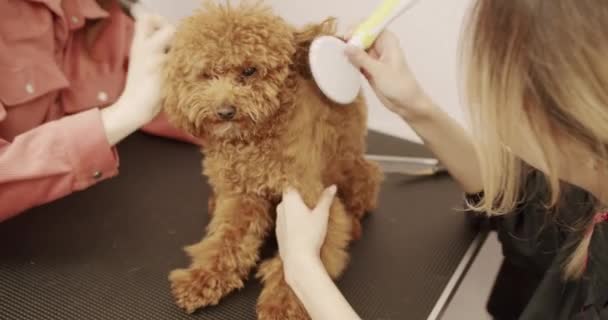 Groomer Yavru Köpek Saçlarını Tarıyor Kadın Kuaförlük Yapıyor Kuaförlük Yapıyor — Stok video