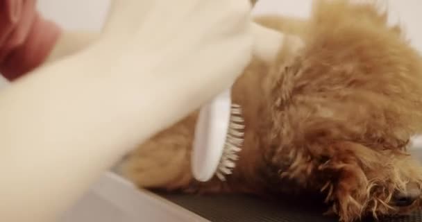 Profesjonalny Opiekun Wysuszyć Psa Suszarką Włosów Umyciu Przed Rozpoczęciem Fryzury — Wideo stockowe