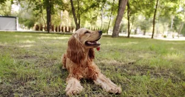 Ładny Piesek Ładnie Pozuje Happy Dog Czasie Lata Piknik Weekendowy — Wideo stockowe